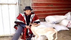 Actor Dharmendra shares video of him playing with a calf and also wishes his fans a Happy Vaisakhi.