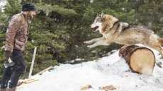 Tiger Zinda Hai New Still: Salman Khan Is Pitted Against A Deadly Wolf. Will He Return Victorious?