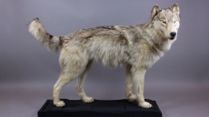 MOV presents Wild Things: The Power of Nature in Our Lives