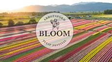 Bloom, The Abbotsford Tulip Festival Opens April 13th