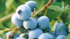 Bring the Thanksgiving table together with BC Blueberries