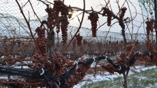 A Crash Course on Icewine