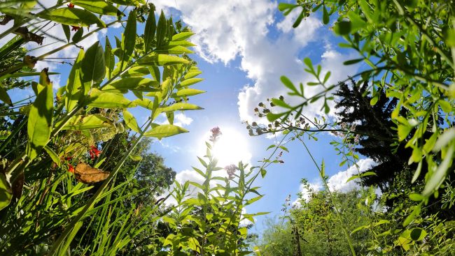 A Berlin garden of flavorsome herbs revives a monastic health tradition from the Middle Ages