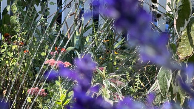 A look at the best times of day for watering, planting, pruning and other garden tasks