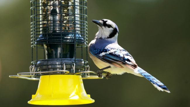 As the garden winds down, it's time to care for winter-prepping birds