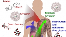 Response to food images linked to glucose levels