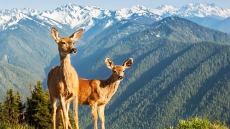 Olympic Peninsula - Your Gateway to Adventure