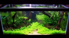 Now, a self-maintaining fish tank