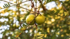 The role of Ayurvedic herbs in the regulation of blood sugar for Diabetes