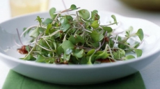 Did You Know? Broccoli may curb autism