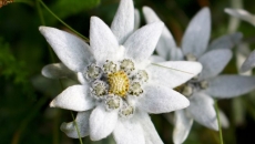 Edelweiss: The beauty industry's best kept secret