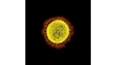 Doctors studying why obesity may be tied to serious COVID-19