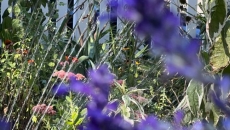 A look at the best times of day for watering, planting, pruning and other garden tasks