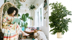 Bringing Greenery Indoors