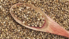 Hemp Seeds, Nuts And Oils- The Newest Superfood