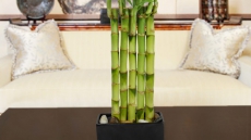 That 'Lucky Bamboo' Now In Supermarkets Is Worth Caring For, Though It Isn't Bamboo