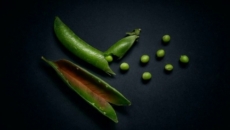 Pea Protein 101: Decoding the myths