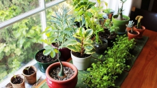 Add some green to your small space