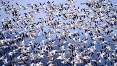 Raucous bird tornado touches down as snow geese make annual flight to Arctic