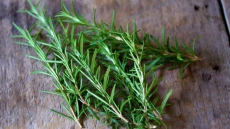 Rosemary, oregano in diet naturally combat diabetes