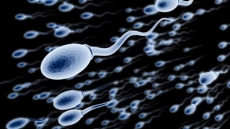 Long sperm swim faster, fertilise more eggs
