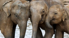 Enjoy wildlife safari in Sri Lanka