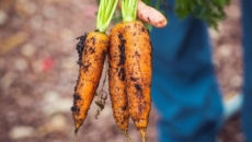 Superfoods for healthy skin during Winters