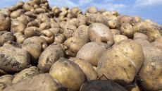 Sweet potato leaves super source of vitamins