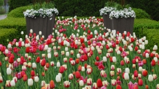 Some tulip blooms are pleasing to the eye, nose and palate