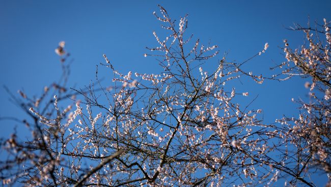 B.C.'s balmy January brings out blossoms, but a cold snap could put plants in peril