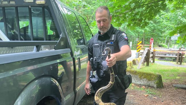 Search for another Vancouver Island boa constrictor prompts warning about exotic pets