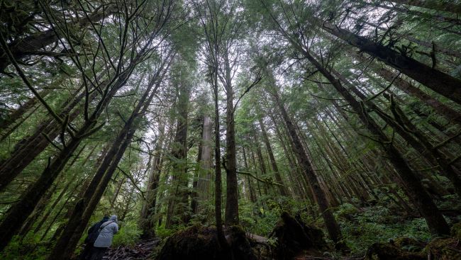 B.C. forestry review seeks overhaul, moving focus away from harvest volumes