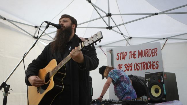 From flu outbreak to 'Ostrichfest' to high court, how B.C. ostrich cull saga unfolded