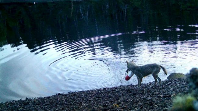 B.C. wolves use line to pull up crab traps in first possible tool use by species