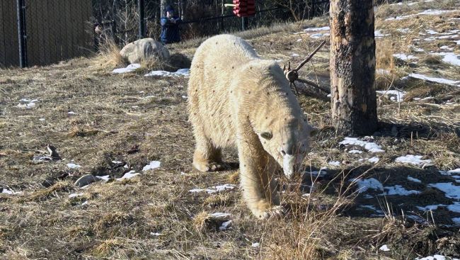 'He's the extrovert': Calgary Zoo introduces new polar bear, Yelle, to the public
