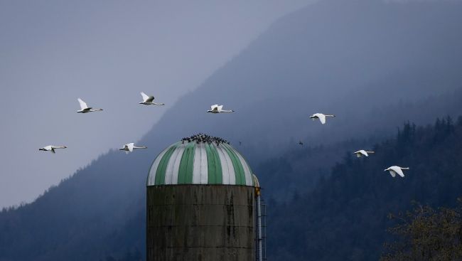 Animal sanctuary staff in Summerland, B.C., 'devastated' by avian flu case
