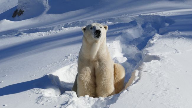 And now there are two: Calgary Zoo welcomes new polar bear after tragic death in 2024