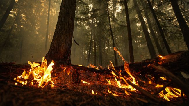 To find the root of Canada's wildfire emissions, look below the trees: study