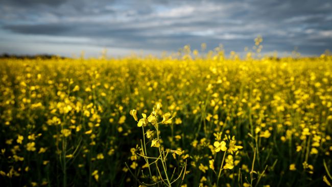 China announces 75.8 per cent tariffs on Canadian canola