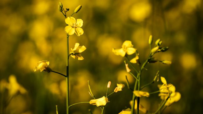 Despite deal with China, Canadian canola remains at risk to external forces: report