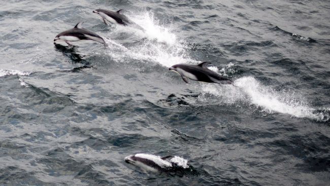 Man seen 'speeding toward' dolphins in B.C. waters fined $5,000