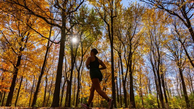 What could drought-stricken forests mean for Canada's fall foliage?