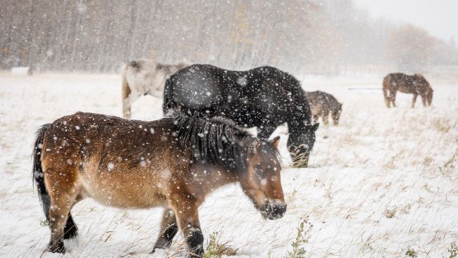 Early snow in Manitoba makes for messy roads, power outages