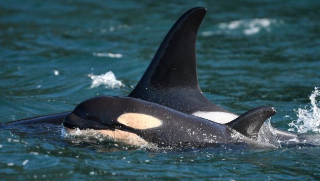Scientists map recovery for endangered orcas off British Columbia's coast