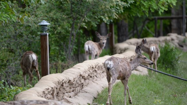 B.C. launching deer hunt near Cranbrook to control spread of wasting disease