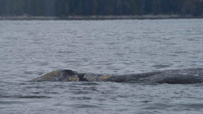 'Bag of bones': grey whales dying of B.C.'s coast, part of trend amid food scarcity