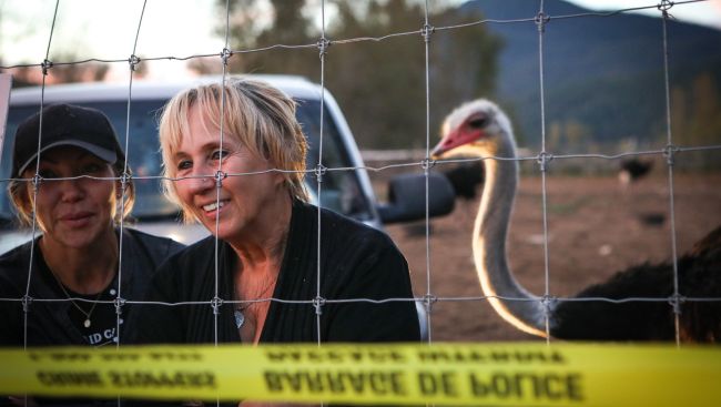 Hay-bale enclosure set up before Ostrich cull in B.C. charred by fire