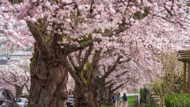 The hazards of cherry blossom crowds prompt warnings from police in Richmond, B.C.