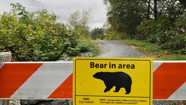 BC Conservation Officer Service says man bitten and scratched by grizzly bear