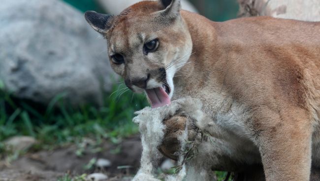 Man punches cougar in face, deters attack near Smithers, B.C.